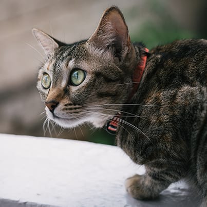 V2gayatri-malhotra-fvS-GmNVKno-unsplash