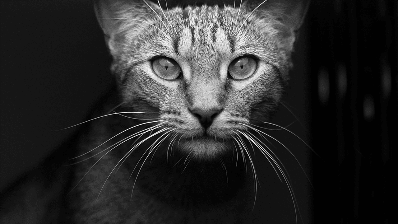 Cat Forum The Lesniak Institute for American Leadership