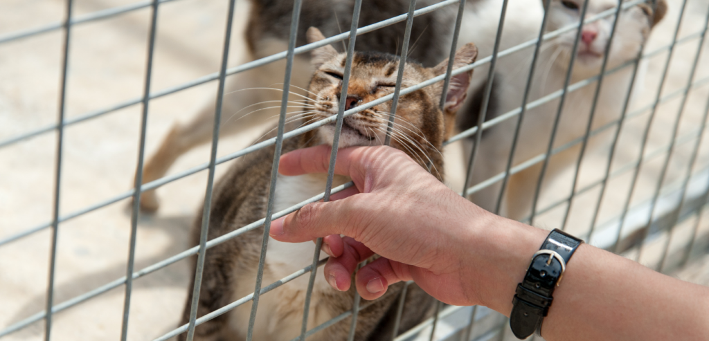 animal shelter