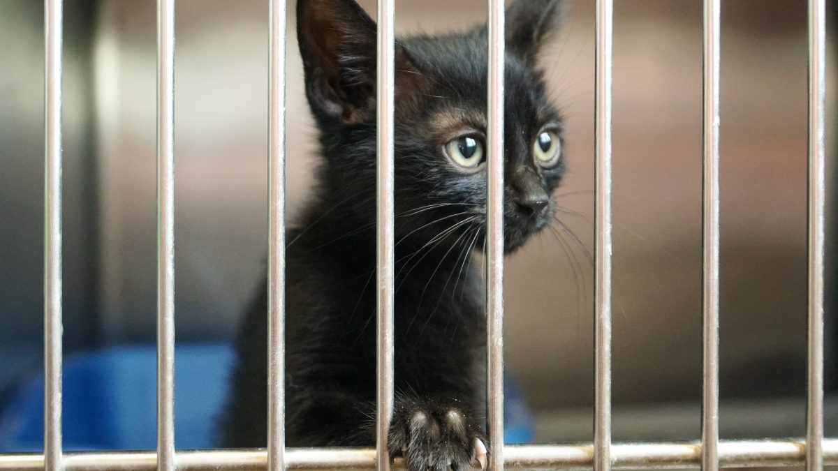 cat shelter