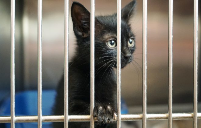 cat shelter
