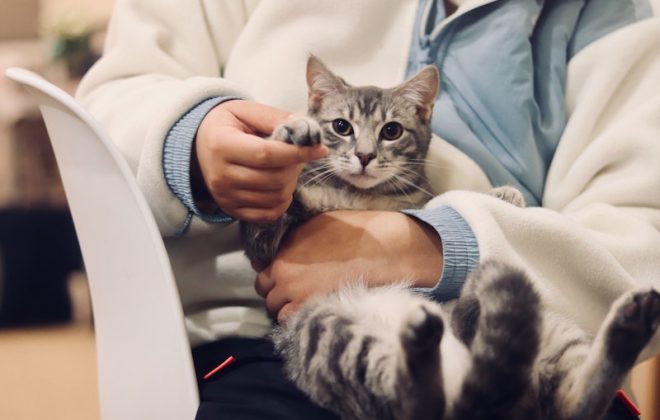 animal shelter