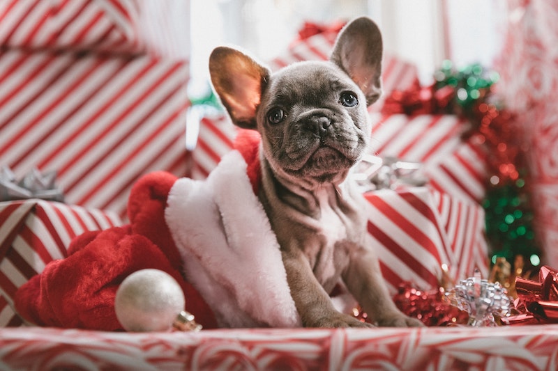 holiday pets Photo by Jakob Owens Unsplash