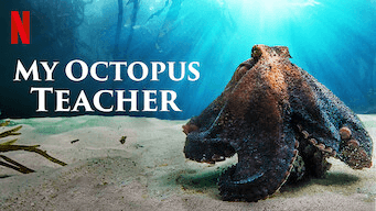 octopus teacher