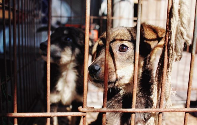 animal protection