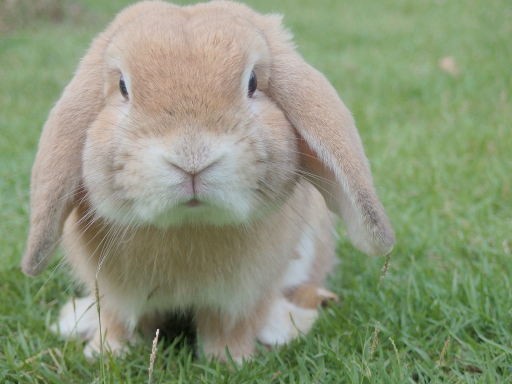 animal testing