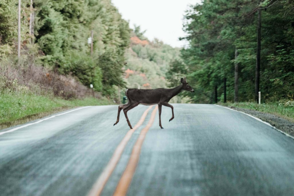 Humane-Deer-Management-1