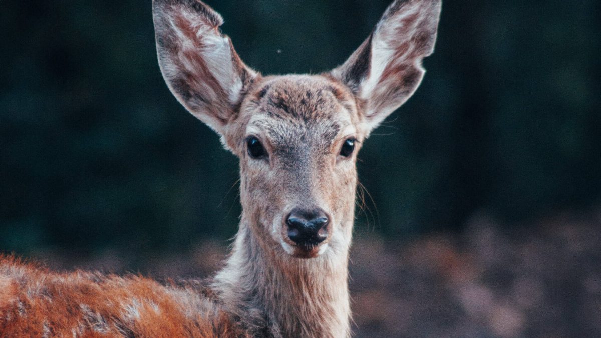 deer staring at us