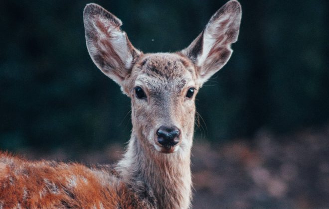 deer staring at us